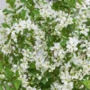 Exochorda Racemosa Blushing Pearl 2 Exochorda Racemosa Blushing Pearl -Fruit Garden Shop Exochordarac. BlushingPearl 1