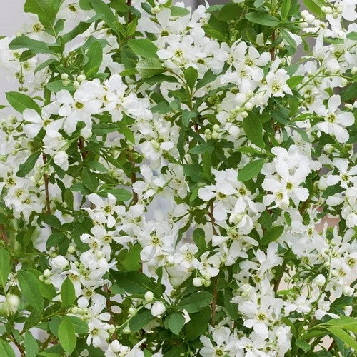 Exochorda Racemosa Blushing Pearl 3 Exochorda Racemosa Blushing Pearl