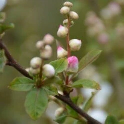 Exochorda Racemosa Blushing Pearl 7 Exochorda Racemosa Blushing Pearl -Fruit Garden Shop Exochordarac. BlushingPearl 2