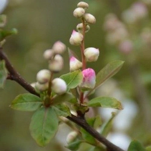 Exochorda Racemosa Blushing Pearl 5 Exochorda Racemosa Blushing Pearl - Image 3