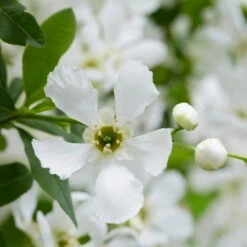 Exochorda Racemosa Blushing Pearl 6 Exochorda Racemosa Blushing Pearl -Fruit Garden Shop Exochordarac. BlushingPearl 3