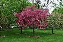Malus Prairie Fire - Flowering Crab Apple -Fruit Garden Shop F002 17