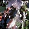 Fagus Sylvatica Black Swan -Fruit Garden Shop Fagus sylvatica Black Swan 02