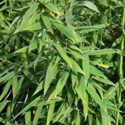 Fargesia Murielae New Century -Fruit Garden Shop Fargesia murieliae New Century 03