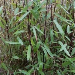 Fargesia Nitida Blackpearl 7 Fargesia Nitida Blackpearl -Fruit Garden Shop Fargesia nitida Blackpearl 02