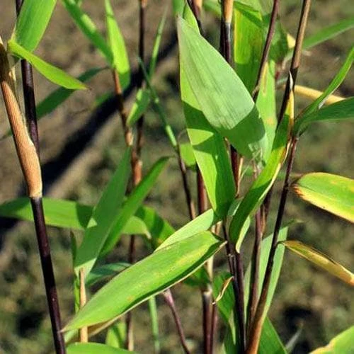 Fargesia Nitida Blackpearl 4 Fargesia Nitida Blackpearl - Image 2