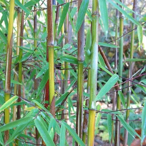 Fargesia Nitida Jiuzhaigou 3 Fargesia Nitida Jiuzhaigou