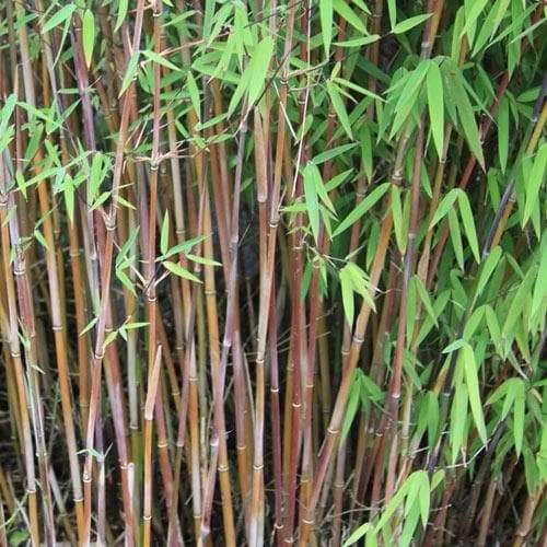 Fargesia Nitida Jiuzhaigou 4 Fargesia Nitida Jiuzhaigou - Image 2