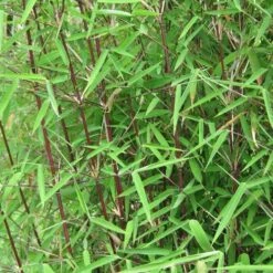 Fargesia Nitida Jiuzhaigou 7 Fargesia Nitida Jiuzhaigou -Fruit Garden Shop Fargesia nitida Jiuzhaigou 04