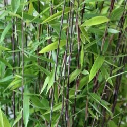 Fargesia Nitida Volcano -Fruit Garden Shop Fargesia nitida Volcano 03