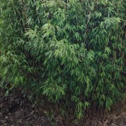 Fargesia Nitida Volcano -Fruit Garden Shop Fargesia nitida Volcano 04