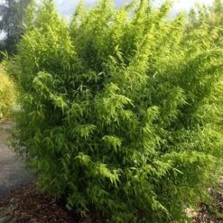 Fargesia Nitida Volcano -Fruit Garden Shop Fargesia nitida Volcano 05