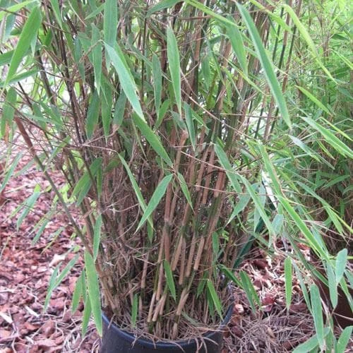 Fargesia Nitida Winter Joy 5 Fargesia Nitida Winter Joy - Image 3