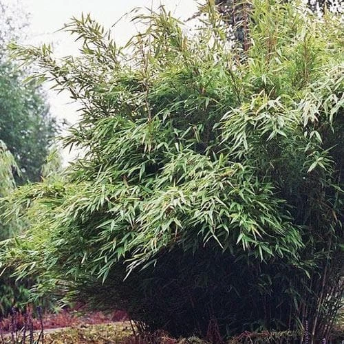 Fargesia Nitida Winter Joy 4 Fargesia Nitida Winter Joy - Image 2