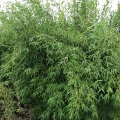 Fargesia Nitida Winter Joy