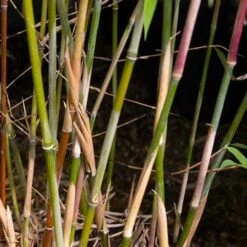 Fargesia Nitida Winter Joy 10 Fargesia Nitida Winter Joy -Fruit Garden Shop Fargesia nitida Winter Joy 05