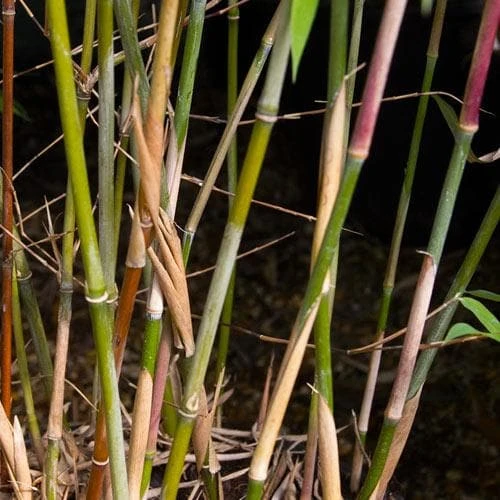 Fargesia Nitida Winter Joy 6 Fargesia Nitida Winter Joy - Image 4