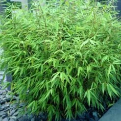 Fargesia Rufa -Fruit Garden Shop Fargesia rufa 04