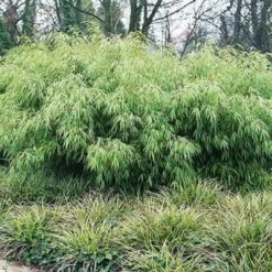 Fargesia Rufa -Fruit Garden Shop Fargesia rufa 05