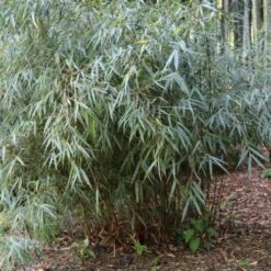 Fargesia Scabrida Asian Wonder -Fruit Garden Shop Fargesia Asian Wonder 03