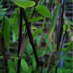 Fargesia Murielae Vampire