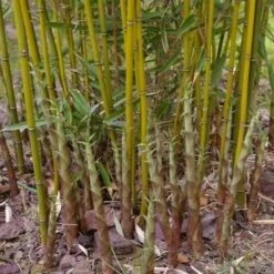 Fargesia Robusta Campbell