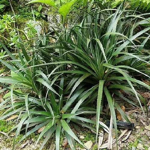 Fascicularia Bicolor 4 Fascicularia Bicolor - Image 2