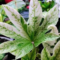 Fatsia Japonica Spider's Web -Fruit Garden Shop Fatsia japonica Spider s Web 01