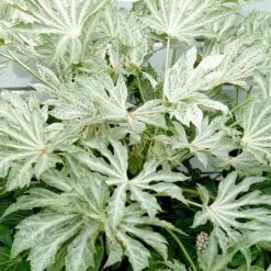 Fatsia Japonica Spider's Web -Fruit Garden Shop Fatsia japonica Spider s Web 04