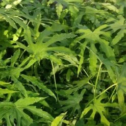 Fatsia Polycarpa Green Fingers -Fruit Garden Shop Fatsia polycarpa Green Fingers 04