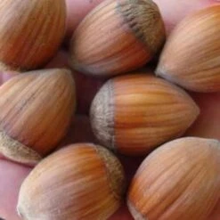 Filbert - Corylus Avellana Hall’s Giant -Fruit Garden Shop Filbert Halls Giant 02