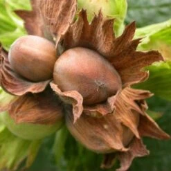 Filbert - Corylus Avellana Hall’s Giant -Fruit Garden Shop Filbert Halls Giant 03