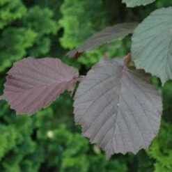 Filbert - Corylus Maxima Purpurea -Fruit Garden Shop Filbert Purple 01