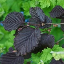 Filbert - Corylus Maxima Purpurea -Fruit Garden Shop Filbert Purple 02