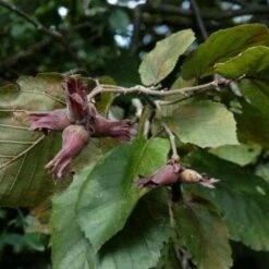 Filbert - Corylus Maxima Purpurea -Fruit Garden Shop Filbert Purple 06