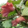 Filbert - Corylus Maxima Red Filbert -Fruit Garden Shop Filbert Red 01