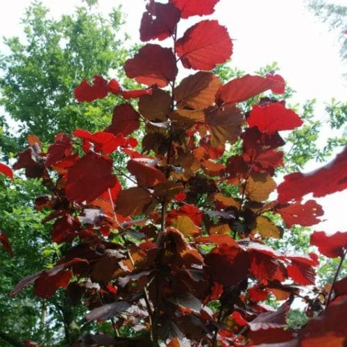 Filbert - Corylus Maxima Red Filbert 4 Filbert - Corylus Maxima Red Filbert - Image 2
