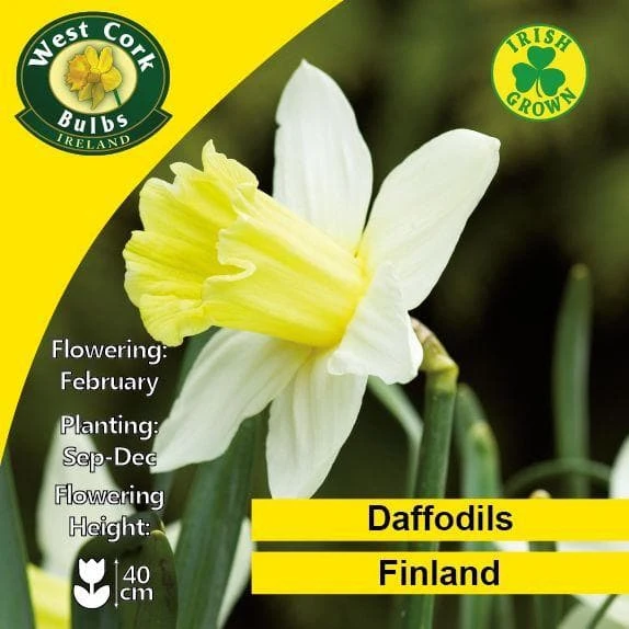 Daffodil Finland 4 Daffodil Finland - Image 2
