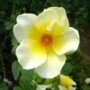 Rosa Worcestershire 2 Rosa Worcestershire -Fruit Garden Shop Fleur blanche centre jaune