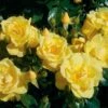 Rosa Flower Carpet Gold -Fruit Garden Shop Flower Carpet Gold pic 2