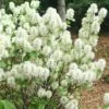 Fothergilla Intermedia Mount Airy -Fruit Garden Shop Fothergilla intermedia Mount Airy 01