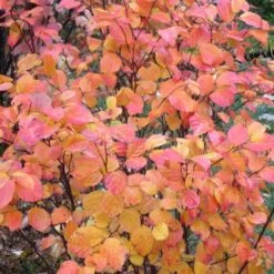 Fothergilla Intermedia Mount Airy -Fruit Garden Shop Fothergilla intermedia Mount Airy 02