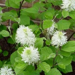 Fothergilla Intermedia Mount Airy -Fruit Garden Shop Fothergilla intermedia Mount Airy 03