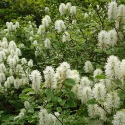 Fothergilla Intermedia Mount Airy -Fruit Garden Shop Fothergilla intermedia Mount Airy 04