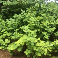 Fothergilla Intermedia Mount Airy -Fruit Garden Shop Fothergilla intermedia Mount Airy 05