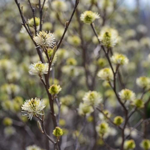 Fothergilla X Intermedia Blue Shadow 3 Fothergilla X Intermedia Blue Shadow
