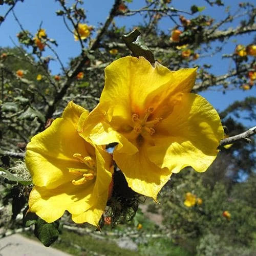 Fremontodendron California Glory 3 Fremontodendron California Glory