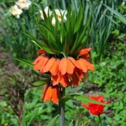 Fritillaria Imperialis Rubra Maxima -Fruit Garden Shop Fritillaria imperialis Rubra Maxima 03