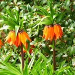 Fritillaria Imperialis Rubra Maxima -Fruit Garden Shop Fritillaria imperialis Rubra Maxima 04