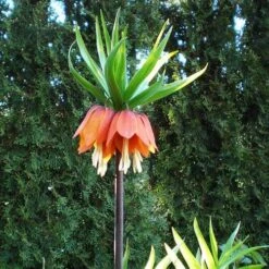 Fritillaria Imperialis Rubra Maxima -Fruit Garden Shop Fritillaria imperialis Rubra Maxima 05
